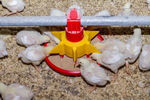 Chicks feeding