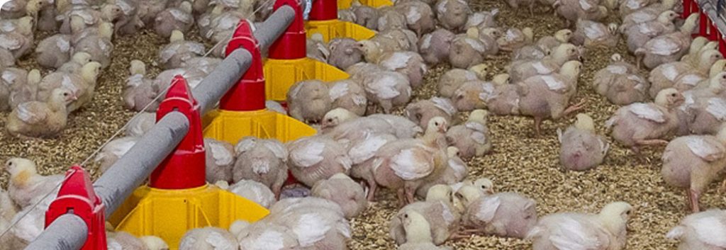 Broilers Feeding