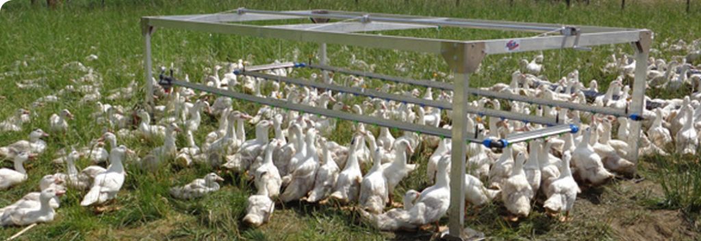Ducks