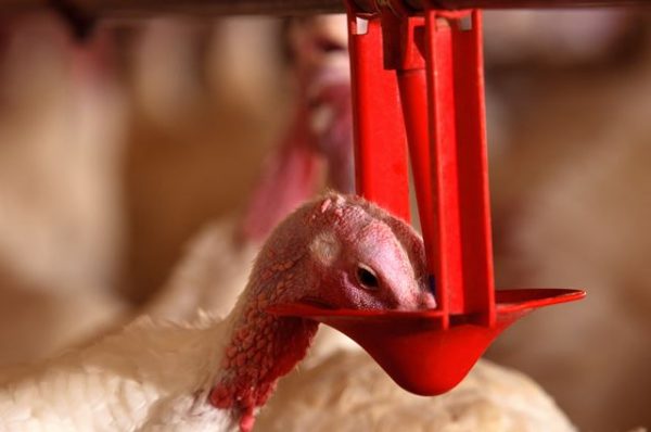 Turkeys Drinking Systems - Plasson Livestock
